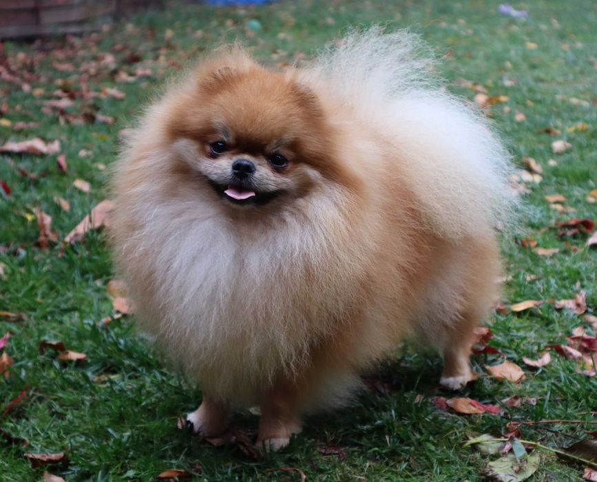 Piękny piesek pomeranian