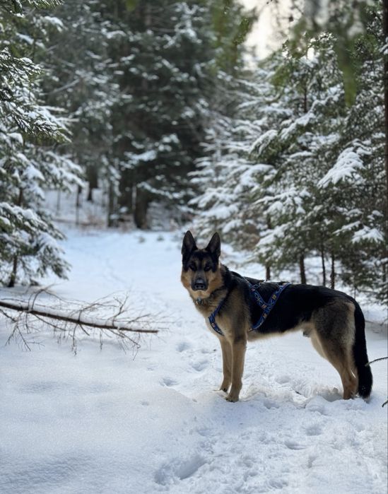 Вʼязка - східноєвропейська вівчарка (восточноевропейская овчарка)