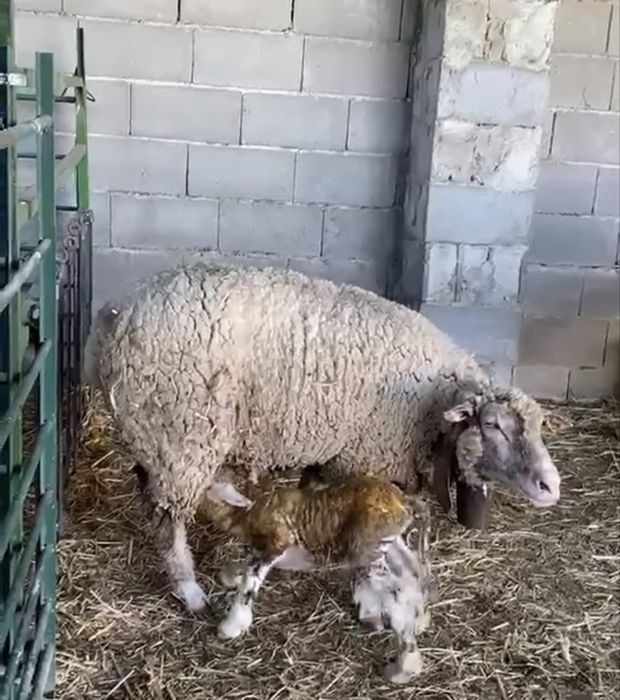 Borrego macho P3 Puro e ovelha cruzada