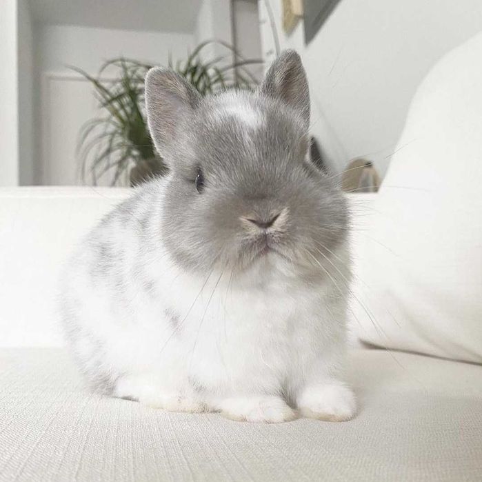 Coelhos anões bebés + gaiola nova + alimentação adequada