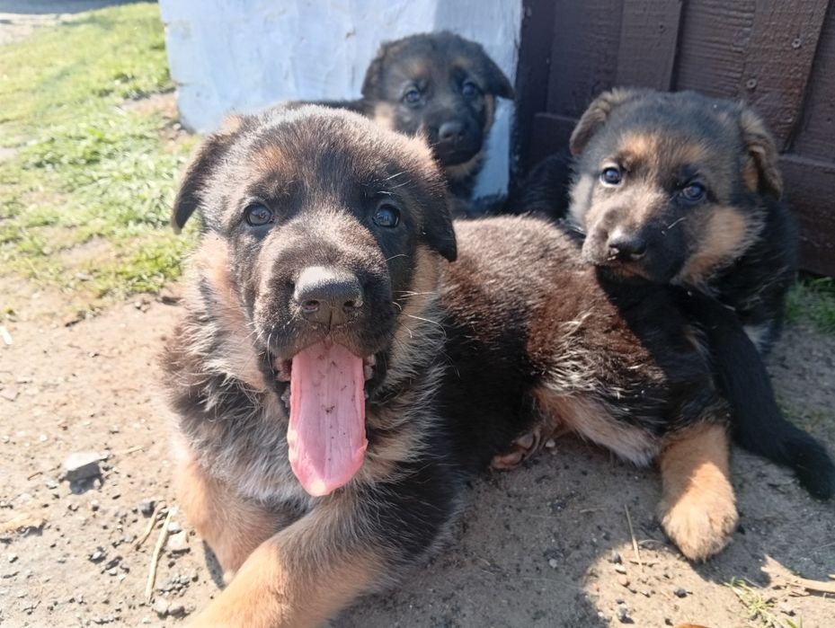 Німецька вівчарка, цуценята