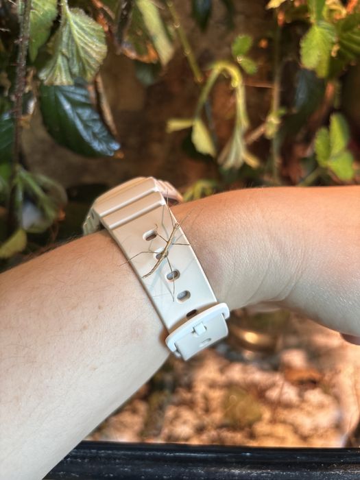 Młode patyczaki oddam