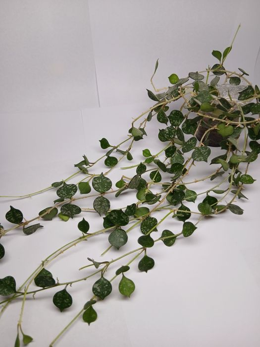 Хойї дрібнолисткові (зрізка) додані нові сорти