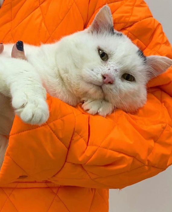 Віддам безкоштовно котика ОДЕСА