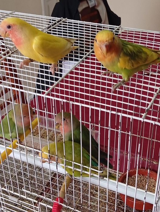 Cedem se agapornis e caturras domesticados