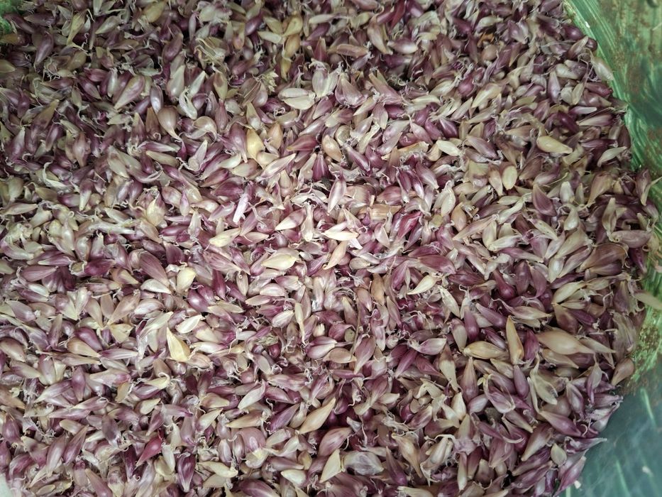 Часник домашній  сорт любаша