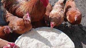 KURY NIOSKI FERMA DROBIU Rosa Leghorn LOHMAN z jajkami. Z dowozem