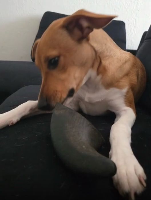 Marley para adoção responsável