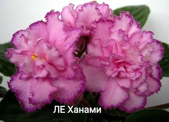 Фіалка Пломбір з чорницею