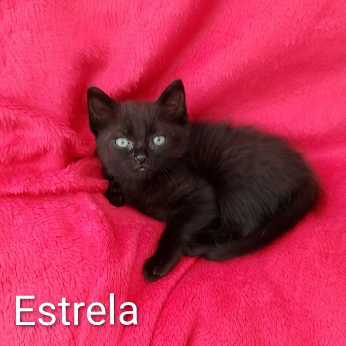 Gatinhos para adoção responsável