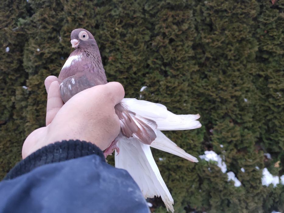 Sprzedam gołębie zamojskie