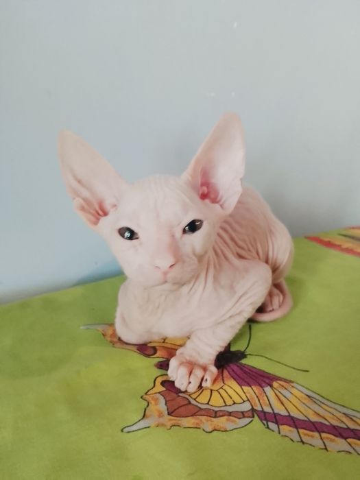 Продажам котят донского сфинкса.   Род 23 04