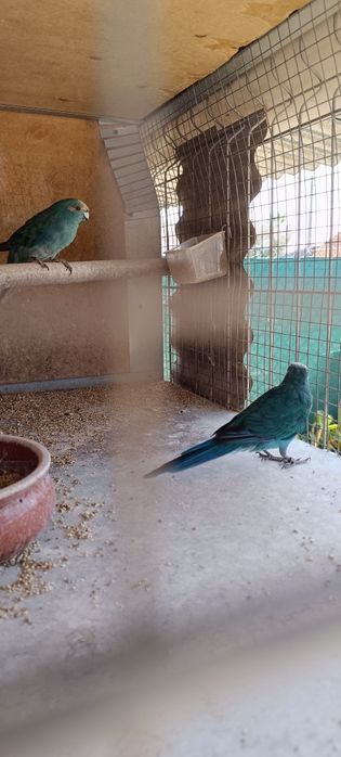 Casal Kakarikis 2022