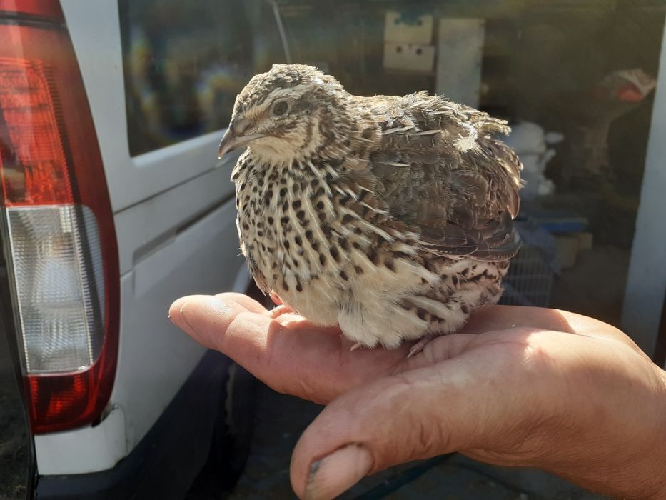 Przepiórki - samiczki