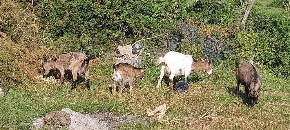 Cabras para venda