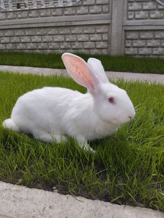 Кролі породи Термонці