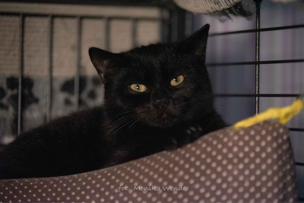 TOYOTKA czarna kotka przynoszacą szczęście