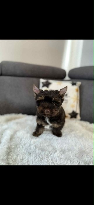 Czekoladowy samiec Yorkshire terrier