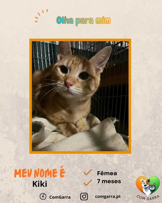 Gatinhos procuram uma família