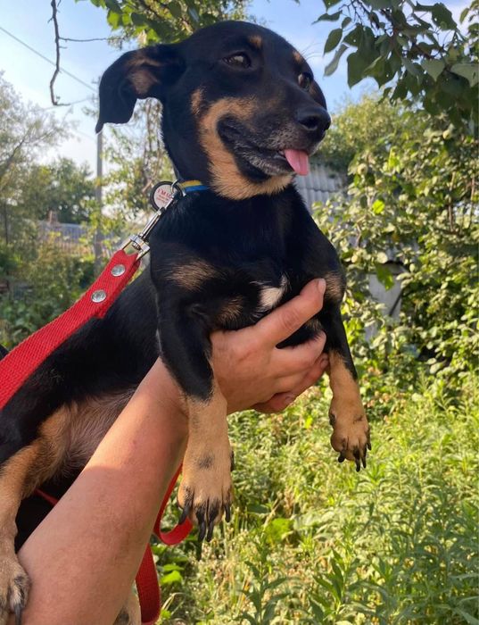 Віддаємо песика Тосю