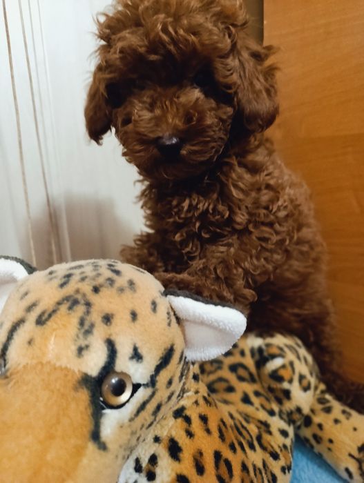 Той Пудель дівчинка Ред Браун