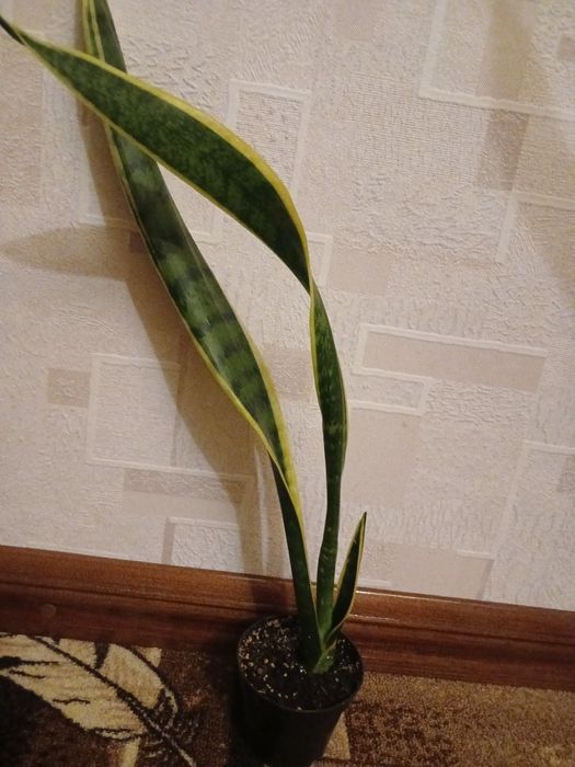 Продам комнатные цветы