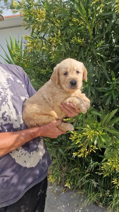 Golden Retriever