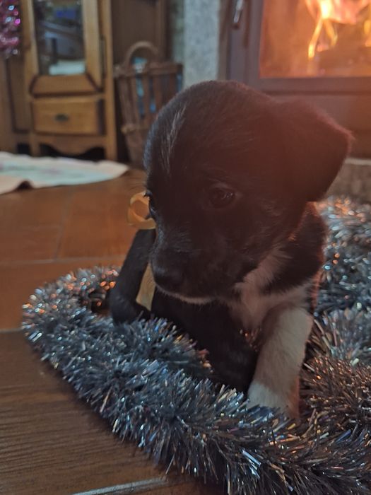 Babies collie para adoção