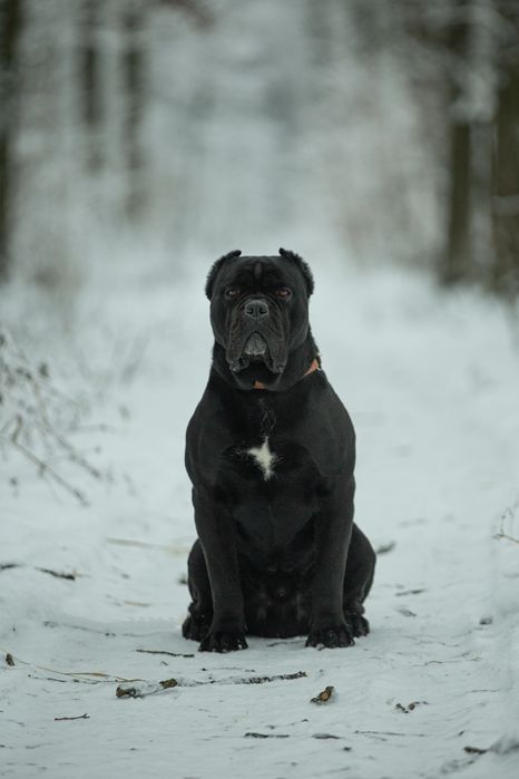 кобель Кане Корсо для вязки. КСУ/FCI, знімки суглобів!