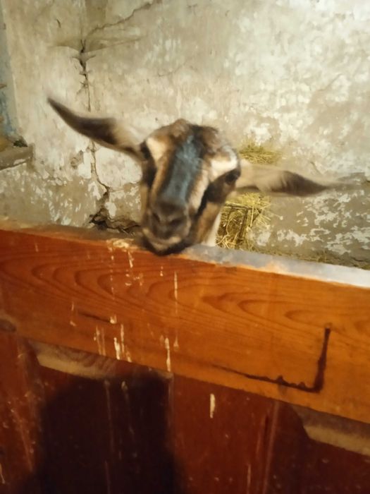 Продаються молочні кози