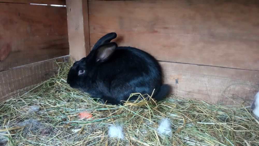 Продам 2 кролиці молоді