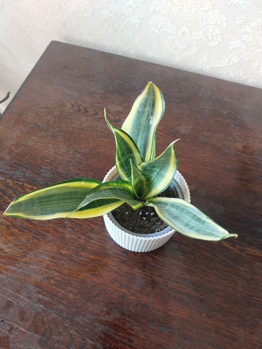 Sansevieria Golden Banner Midninght Shine