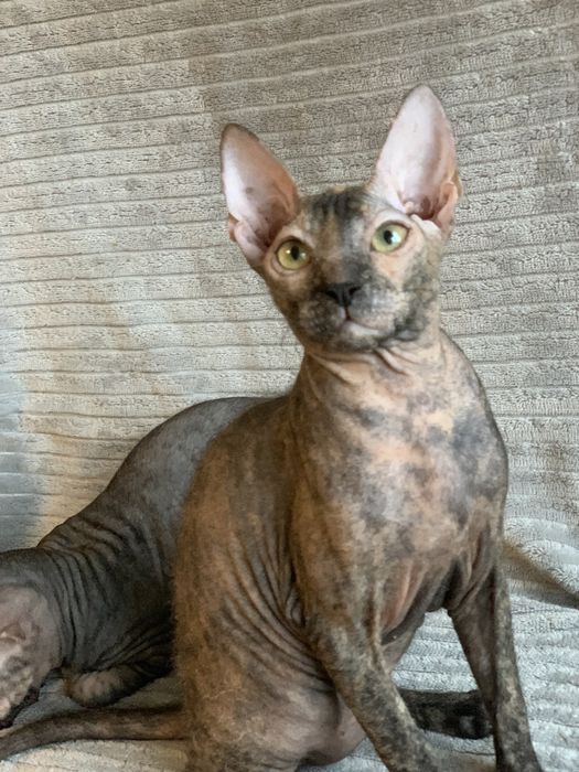 Девочки донского сфинкса