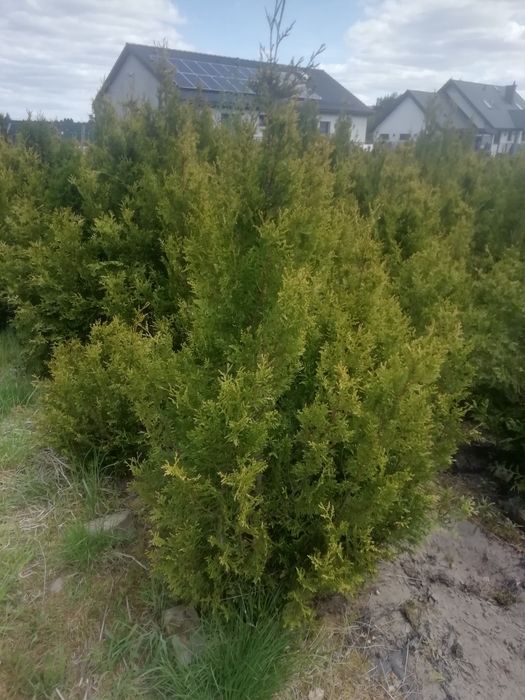 Tuja brabant 150 cm wysoko 15 zł hit cenowy