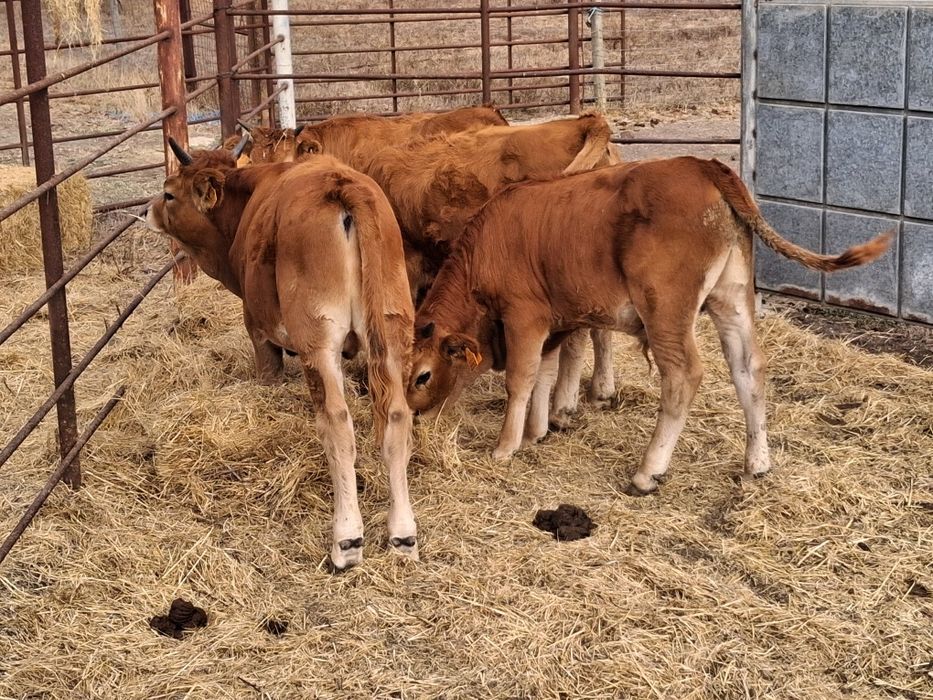 Animais de raça Cachena