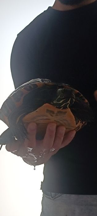 Animais de estimação