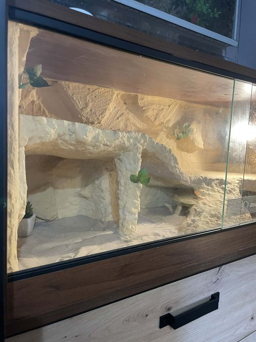 Terrarium na jaszczurki