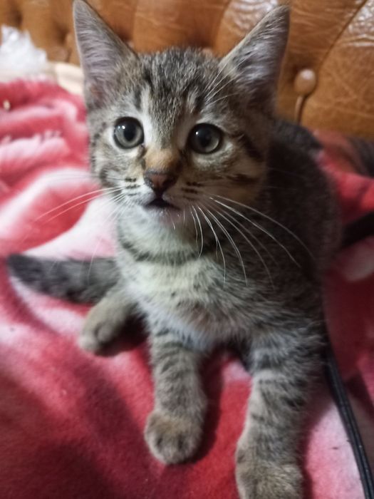 В хороші руки віддам кицю