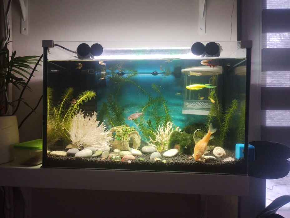 Akwarium 40x25x25
