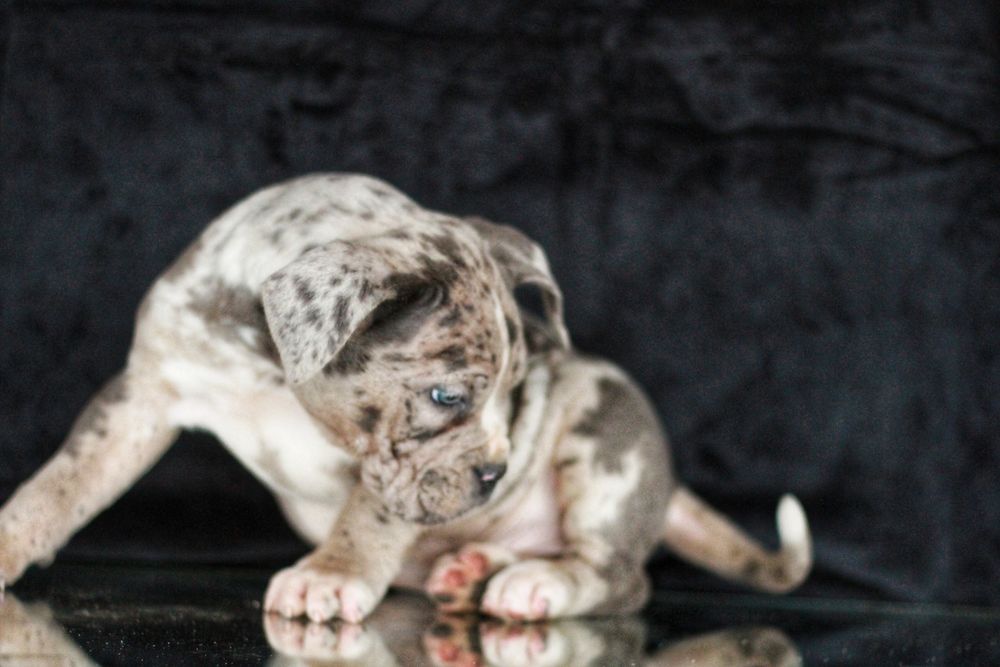 ВПЕРВЫЕ в Украине! North American mastiff.  NAM.  Северо-Американский