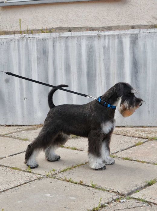 Щенки. Цвергшнауцер. Окрас черный с серебром.