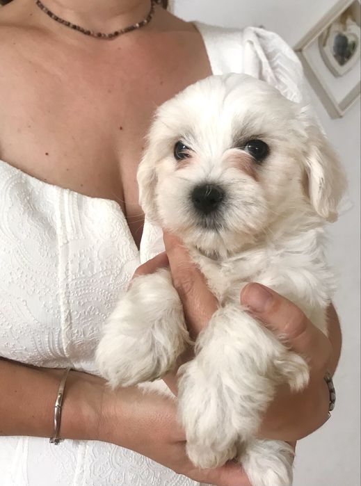 PIESEK AKTUALNE Maltańczyk szczeniak