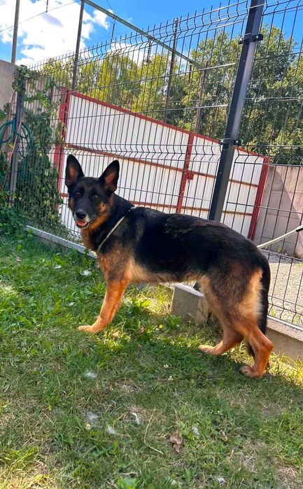 potrzebujemy domu dla suczki  ze schroniska
