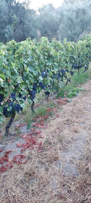 Vende uvas jaen.
