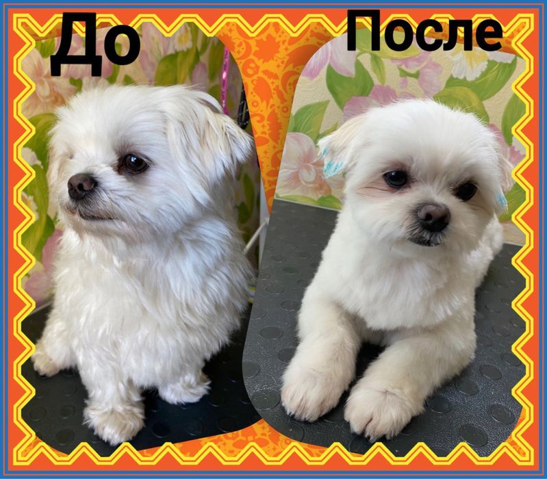 Груминг собак мелких пород.