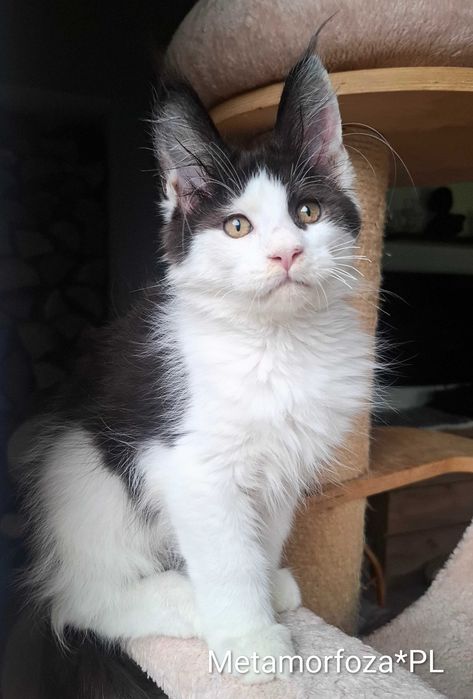 Kocurek maine coon