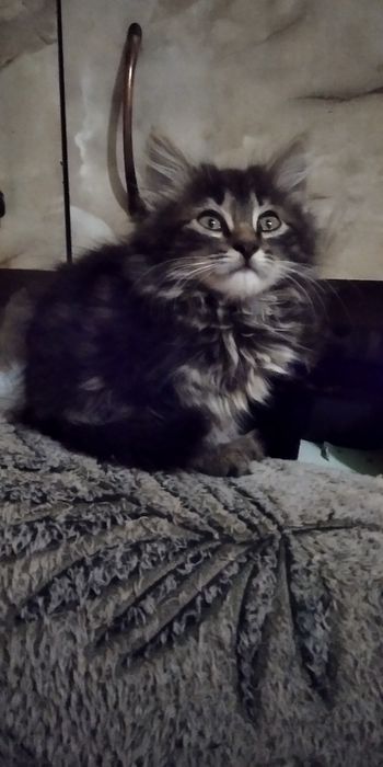 безкоштовно кошенята