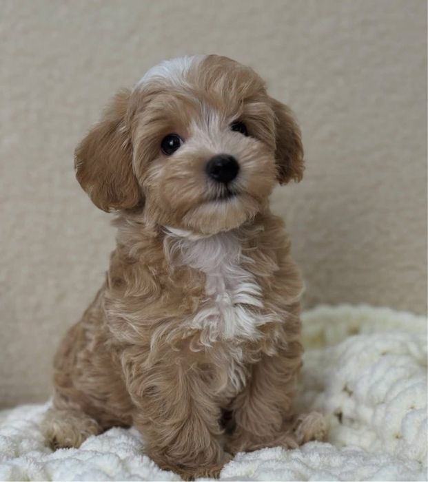 Cream mini maltipoo Мальтипу VIP