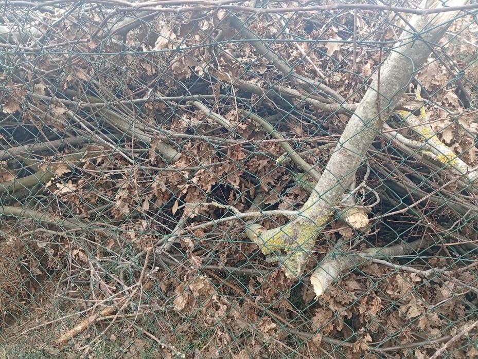 Oddam gałęzie za darmo