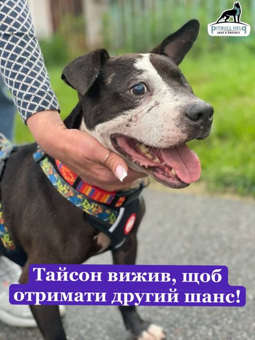 Пітбуль стаффорд шукає дім